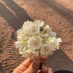 Dombeya burgessiae Flower