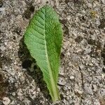 Primula vulgaris Blad