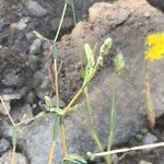 Lactuca viminea Blad