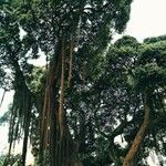 Ficus benghalensis Habit