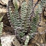 Cosentinia vellea Likasa