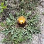 Carlina acanthifolia Habitus