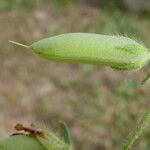 Lotus edulis Fruit