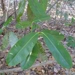 Calophyllum brasiliense Blatt