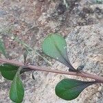 Gisekia pharnaceoides Hoja