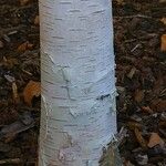 Betula papyrifera बार्क (छाल)