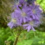Cicerbita alpina Квітка