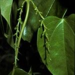 Dioscorea cayenensis Kvet