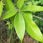 Clitoria fairchildiana Leaf