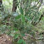 Trichosandra borbonica Pokrój