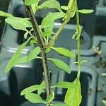 Salvia × jamensis Bark