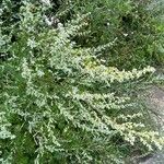 Artemisia vulgaris Blüte