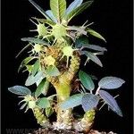 Dorstenia foetida Blatt