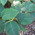 Hydrangea involucrata Leaf