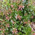 Escallonia rubra 整株植物