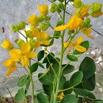 Senna macranthera Habit