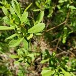 Myrica gale Blad