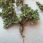 Guilleminea densa Blatt