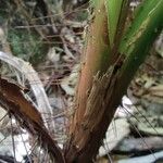 Acanthophoenix rubra Bark