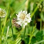 Trifolium repens Fiore