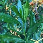 Strophanthus speciosus Egyéb
