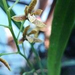 Prosthechea livida Çiçek