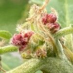 Quercus pubescens Fleur