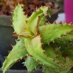 Aloe castilloniae Leaf