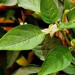 Capsicum annuum 葉