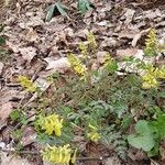 Corydalis cheilanthifolia Flower