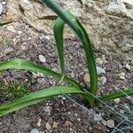 Allium siculum Leaf