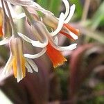 Rhododendron maddenii Flower