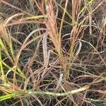 Themeda triandra 葉