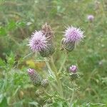 Cirsium arvenseКветка