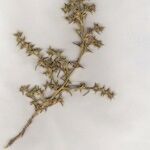 Salsola australis ᱮᱴᱟᱜ