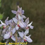 Staphisagria picta Flower