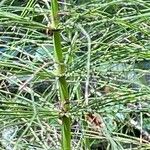 Equisetum telmateiaЛист