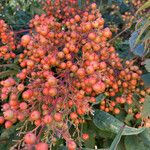 Sorbus aucuparia Φρούτο