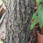 Acokanthera oblongifolia Bark