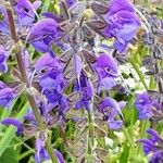 Salvia pratensis Blomst