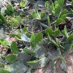 Opuntia ficus-indica花