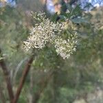 Bursaria spinosa Flower