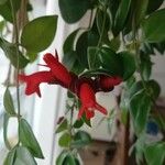 Aeschynanthus radicans Virág