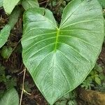 Xanthosoma taioba Hoja