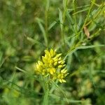 Euthamia graminifolia Other