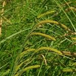 Carex acuta Froito