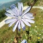 Cichorium endiviaBlüte