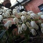 Dendrobium speciosum Blomma
