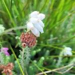 Erica tetralix Blomma