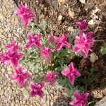 Salvia viridis Other